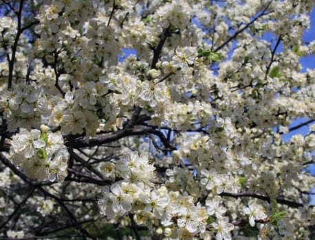 white blossom of apple trees in springtime