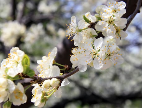 white blossom of apple trees in springtime