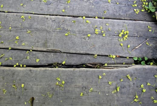 texture of a wooden walkway in the garden, strewn with spring green flowers from trees, natural background