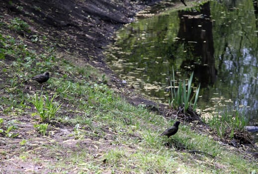 Common starling. Bird in spring in breeding plumage. Sturnus vulgaris.