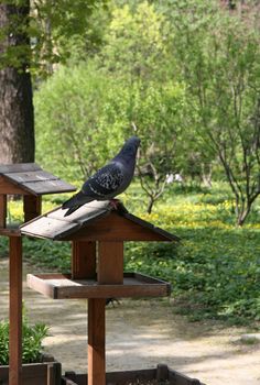 Pigeon sitting on a bird feeder in a spring park. Concept of bird care and environmental protection.