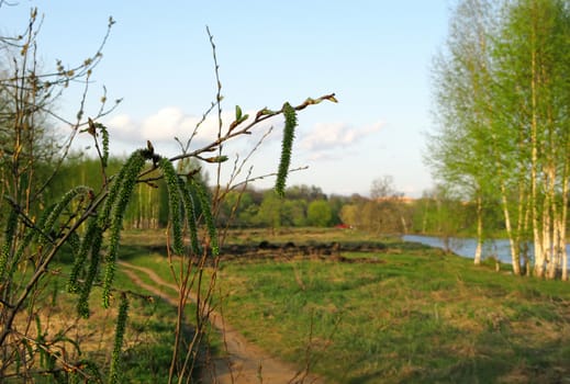 Fresh green spring nature. Young leaves appear on tree branches. Trekking on a warm April day.