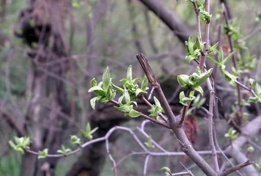 Fresh green spring nature. Young leaves appear on tree branches. Trekking on a warm April day.