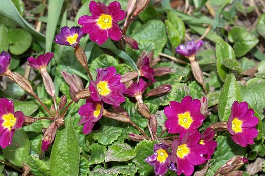 Common primrose blooming flowers in early spring. Primrose grows in the forest, close-up. Primula vulgaris. Pink primrose flowers in the meadow.