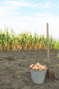 only the dug-out potato in the field with a shovel 