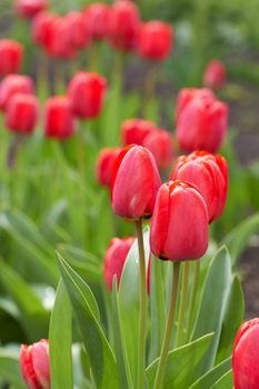 Red beautiful tulips field in spring time