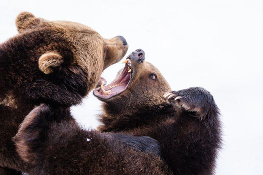 Close up shot of dangerous & aggressive brown bear fight each-other.
