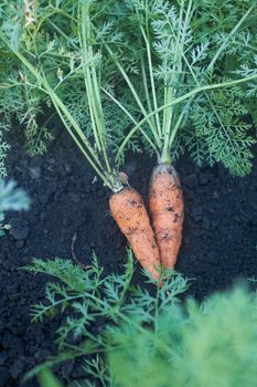 Recently lifted carrots on a kitchen garden