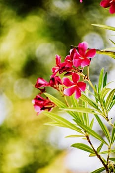 Flower and Flowering Plant