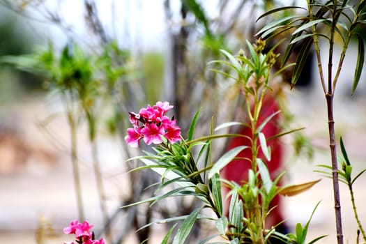Flower and Flowering Plant