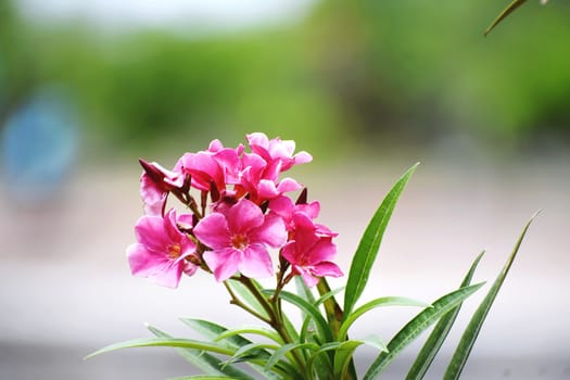 Flower and Flowering Plant