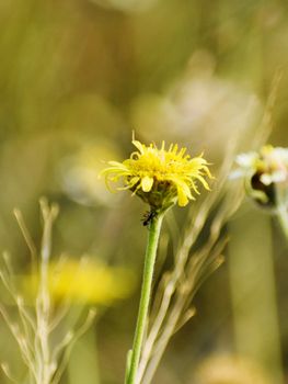 Closeup of flowers in filed