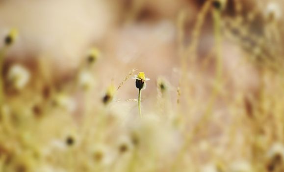 Closeup of flowers in filed