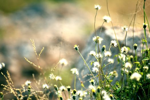 Closeup of flowers in filed