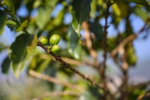 Green coffee beans on a Bush.