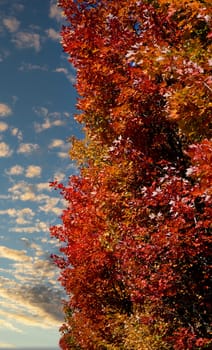 Colorful fall trees against a brilliant blue sky