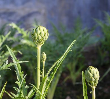 Artichoke flower on the field.