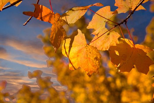 Orange leaves turing in the fall against a blue sky