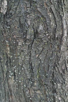 Bark of an old tree textured