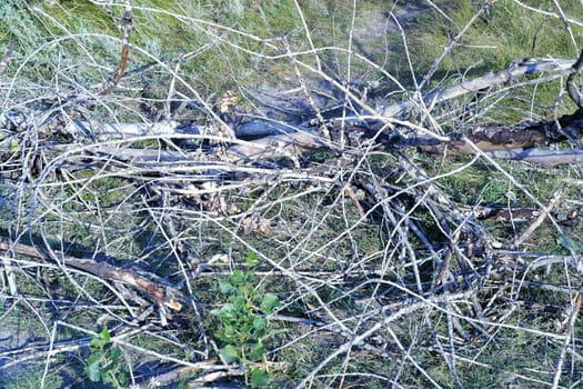 Dry woods on the ground. Parts of a dead tree