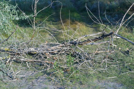 Dry woods on the ground. Parts of dead tree