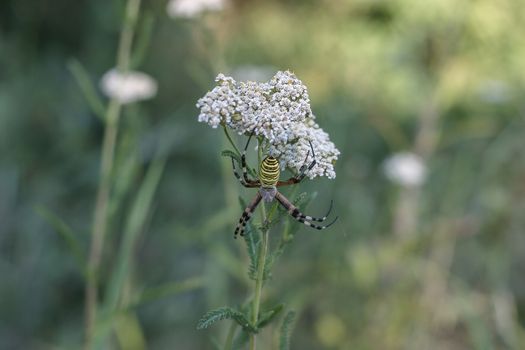yarrow  medicinal plant with small white flowers growing in the field and a spider hunting on it