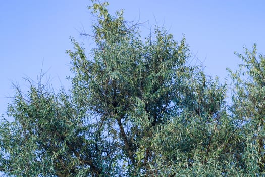 Branches of trees high on the blue sky background. View up