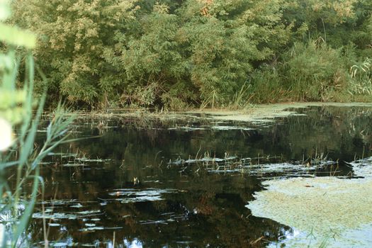 Nature landscape. River in the forest view