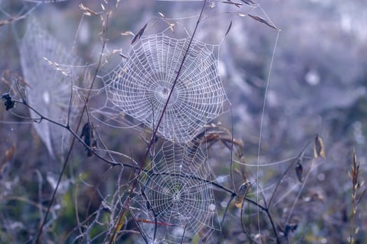 spiderwebs in a field. Close up Cobweb