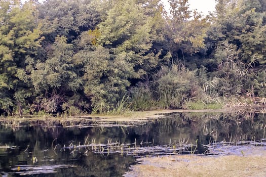 Nature landscape. River in the forest beautiful view of nature in eastern Europe