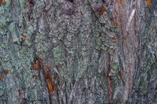 The bark of an old tree covered with moss