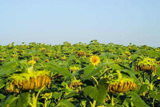 Sunflower plantation field with fade wither flower heads ready for harvest, sunflower seeds crop