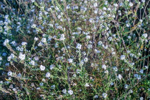 Small wild white flowers in the forest meadow