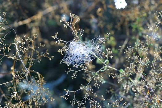 A spiderweb covered  and wickered flowers on the forest meadow