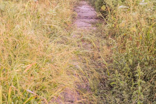 The scenery with the Pathway throw the field with weed grasses grown at a rural locality in Eastern Europe