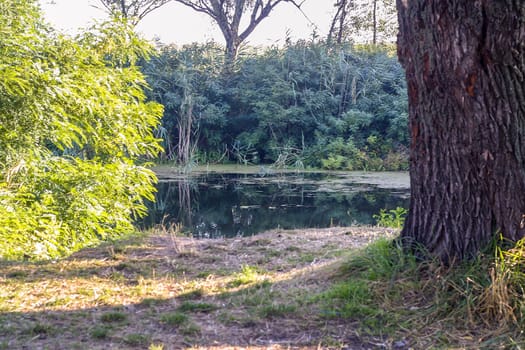 Nature landscape. River in the forest, big old tree, and bush nearby. beautiful view of nature in Eastern Europe