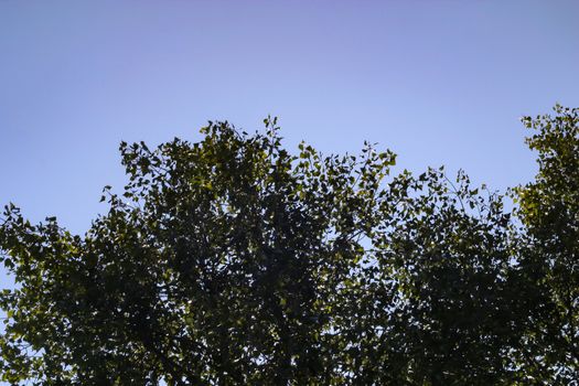 Branches of trees high on the blue sky background. View up