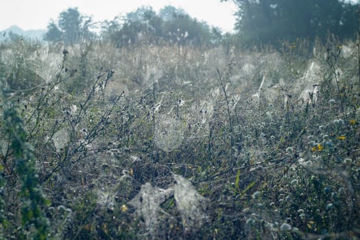 The field is full of spider's net spiderwebs.