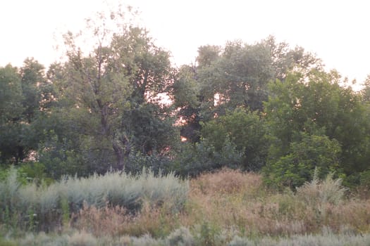 Sunrise in a forest. Sun is just rising from behind the trees. Landscape nature view