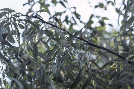 branches of oleaster wild olive tree grow in Europe.