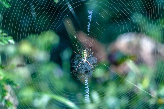 A big spider at his spiderweb hunting waiting for insects