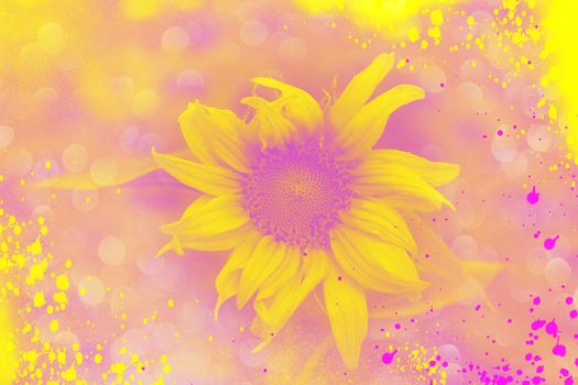 The sunflower is on the blurred background and bokeh effect in pink and yellow colors.