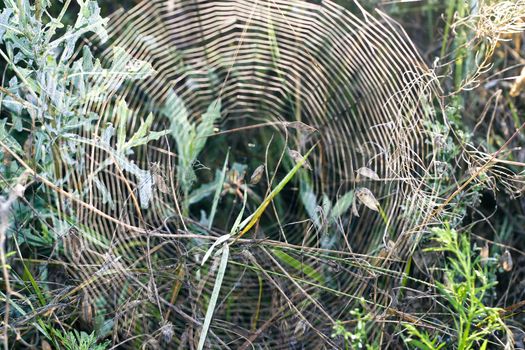 A big spider at his spiderweb