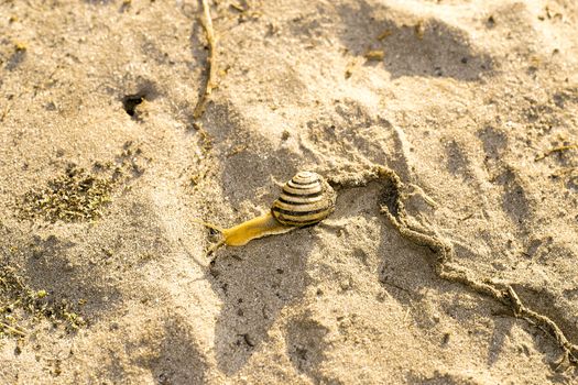 Snail crawling on sand alone leave a mark