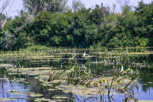 A pond full of plants in a forest