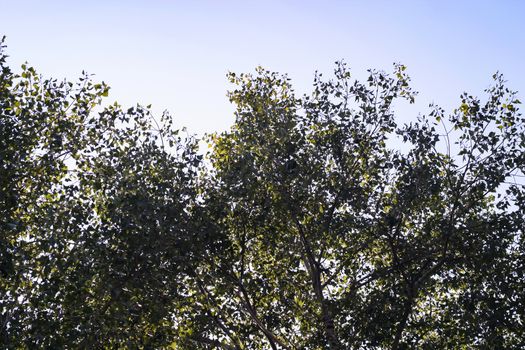 Branches of trees high on the blue sky background. View up from down