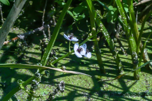 Water lily in a lake growing in wild nature. The photo was taken in the evening