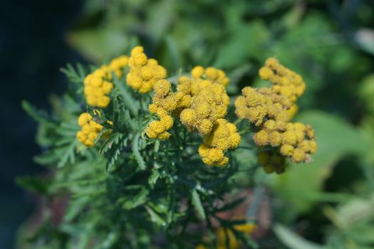 Common Tansy medicinal plant with small yellow flowers growing in the field, Tanacetum vulgare. Plant of Tansy