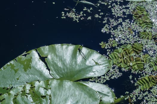 Leaf of water lily nenuphar and some water plants duckweed growing in a lake. the photo was taken in the evening