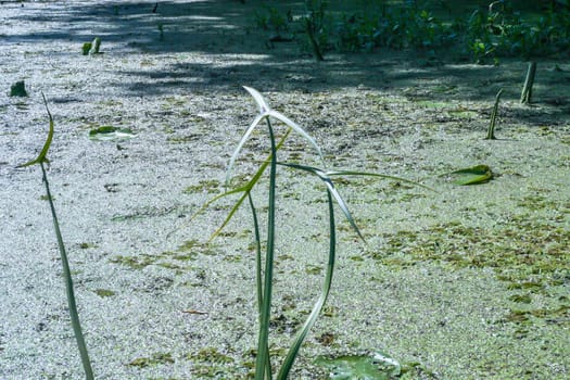 Water plant growing in a wild place in the lake